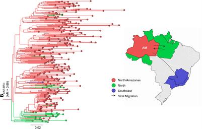 Dissemination Dynamics of HIV-1 Subtype B Pandemic and Non-pandemic Lineages Circulating in Amazonas, Brazil